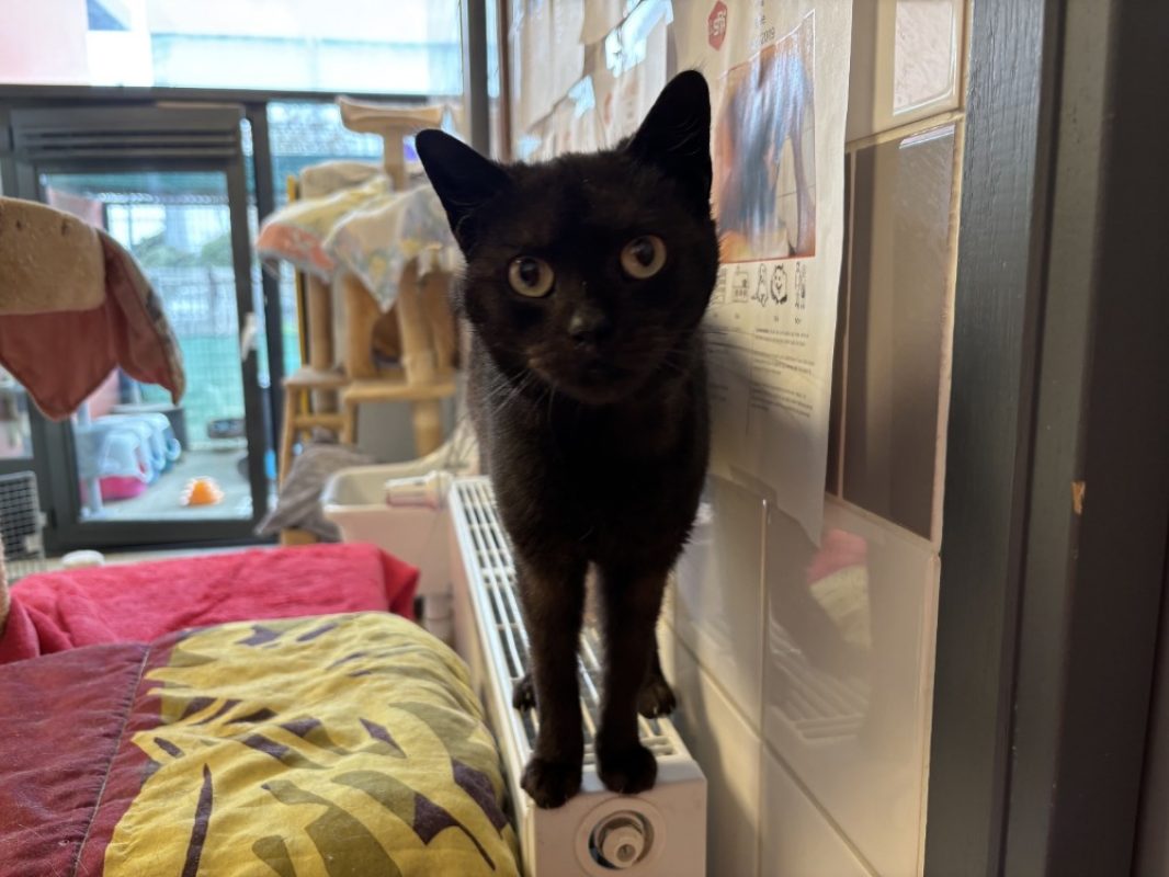 Mercredi - Chat Européen à adopter