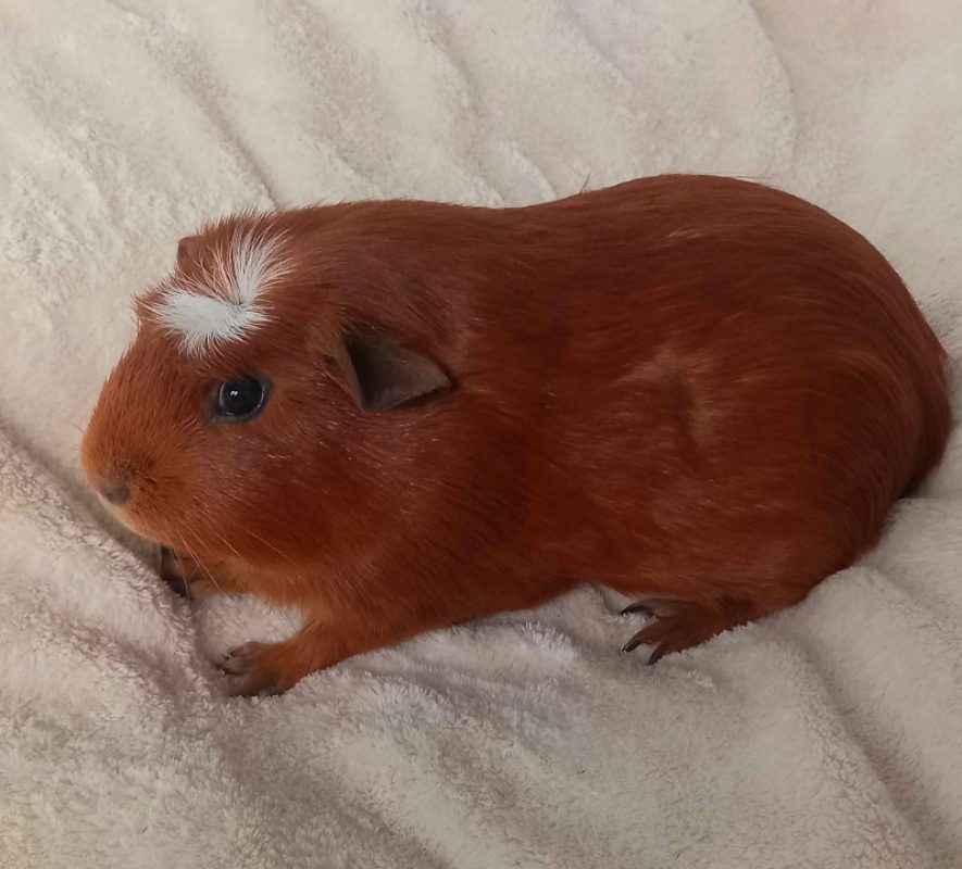 Pixelle - Rongeur Cobaye à adopter