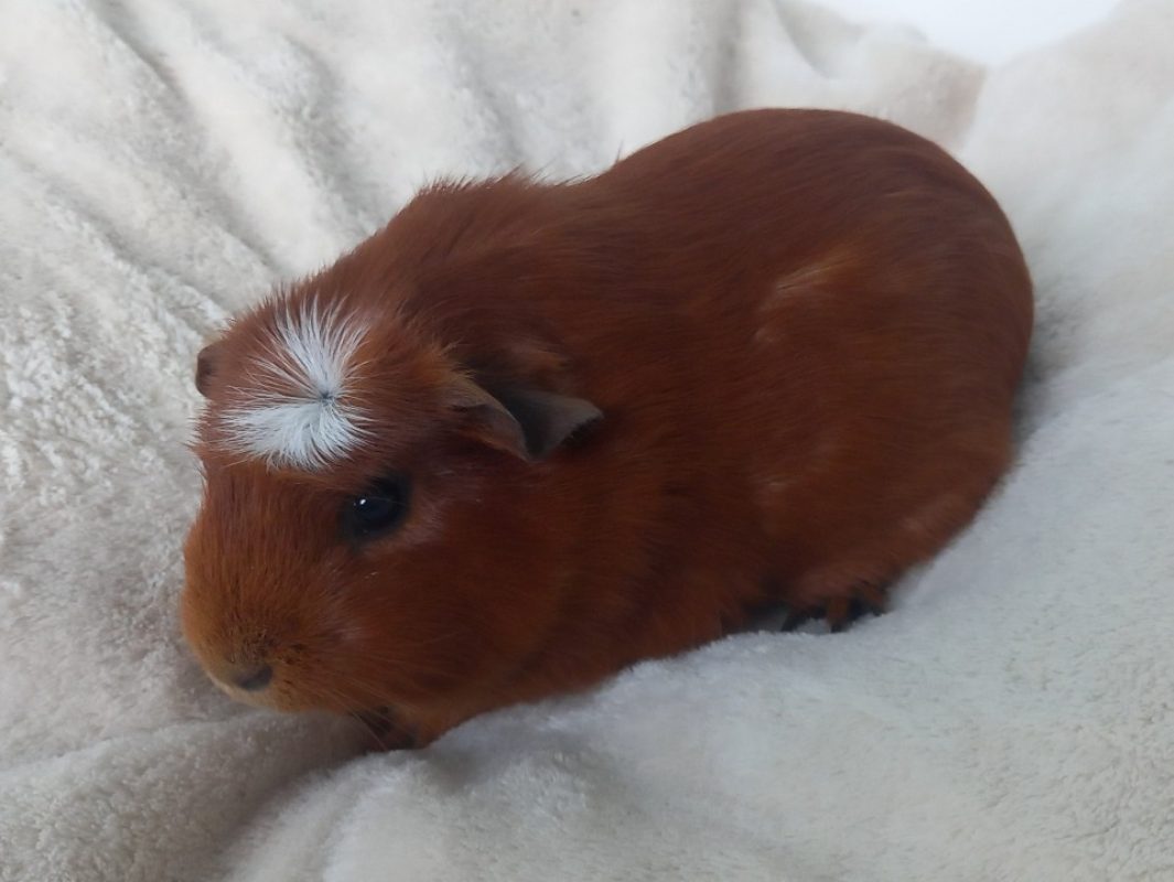 Pixelle - Rongeur Cobaye à adopter - photo 2
