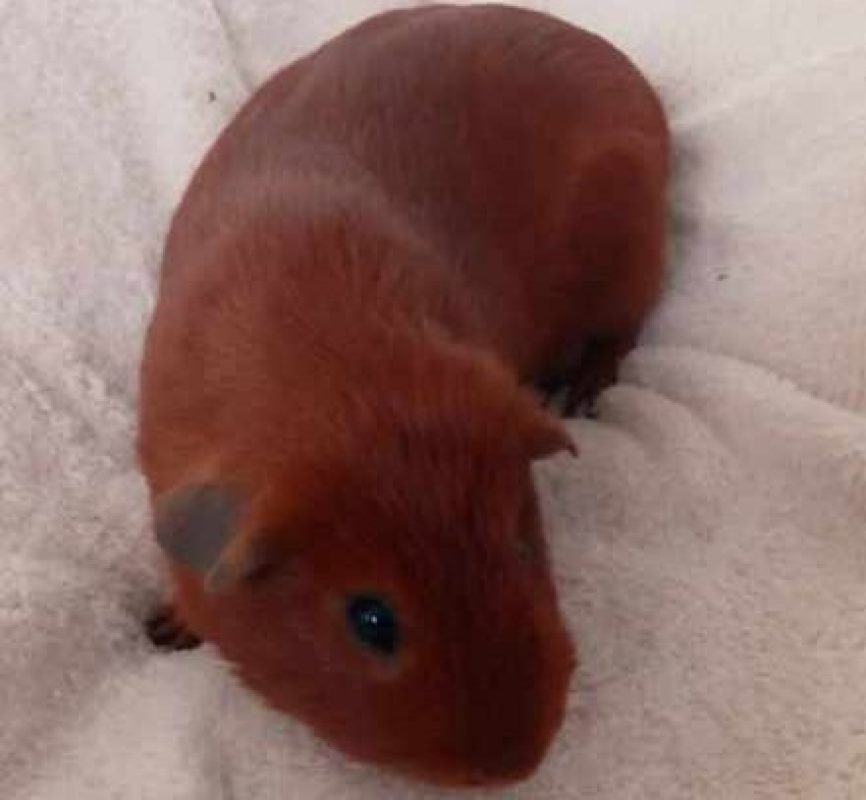 Caramel - Rongeur Cobaye à adopter