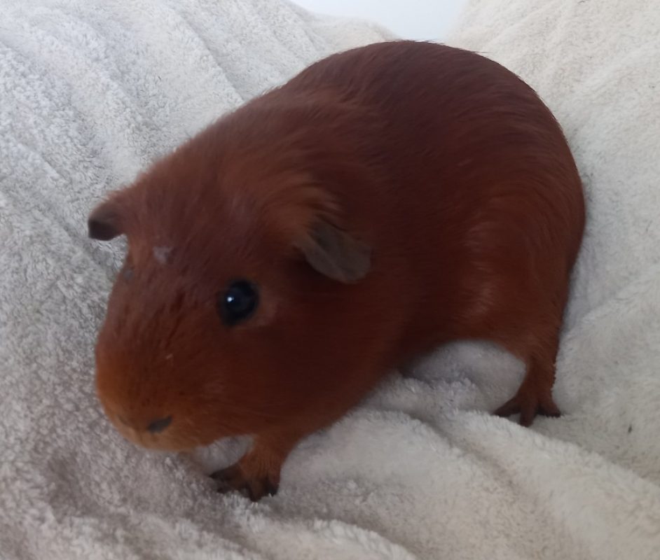 Caramel - Rongeur Cobaye à adopter - photo 2