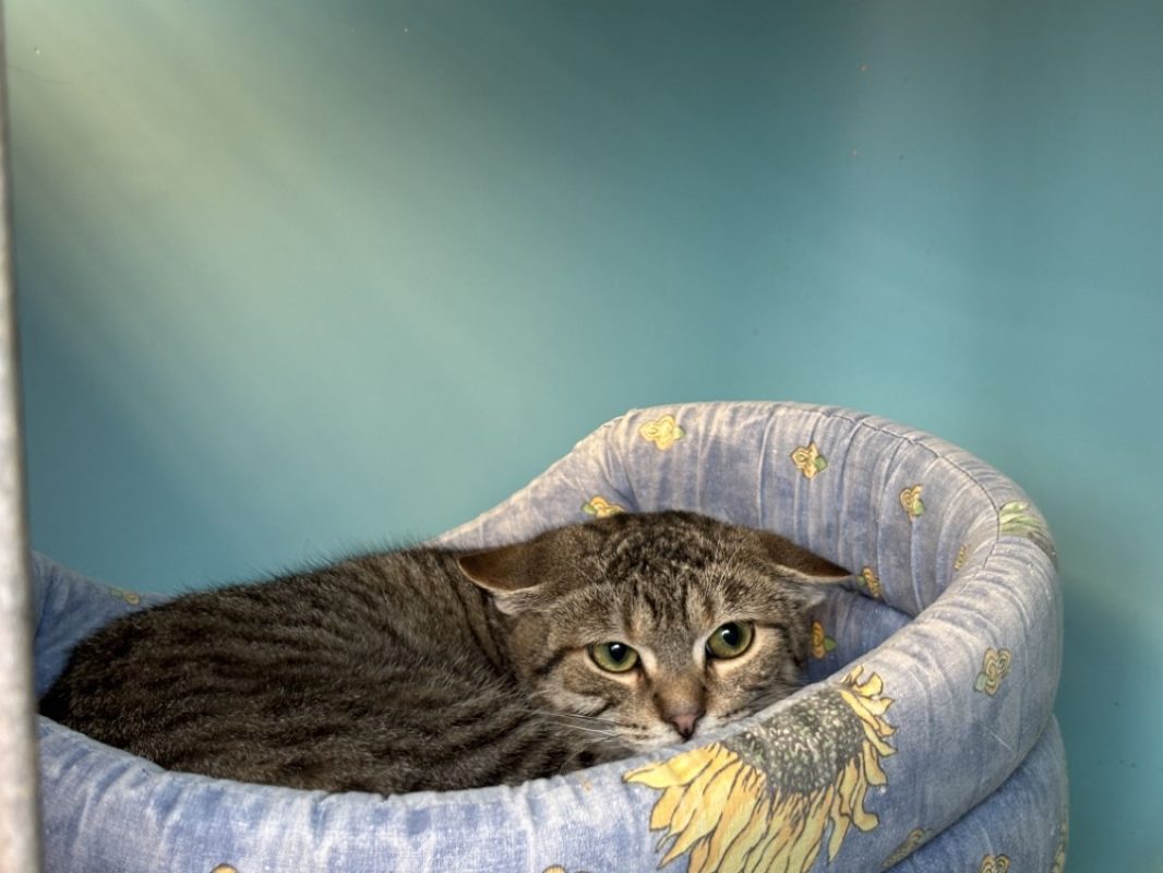 Roquemaure - Chat à adopter