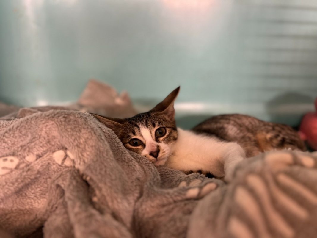 Bridgerton - Chat Européen à adopter