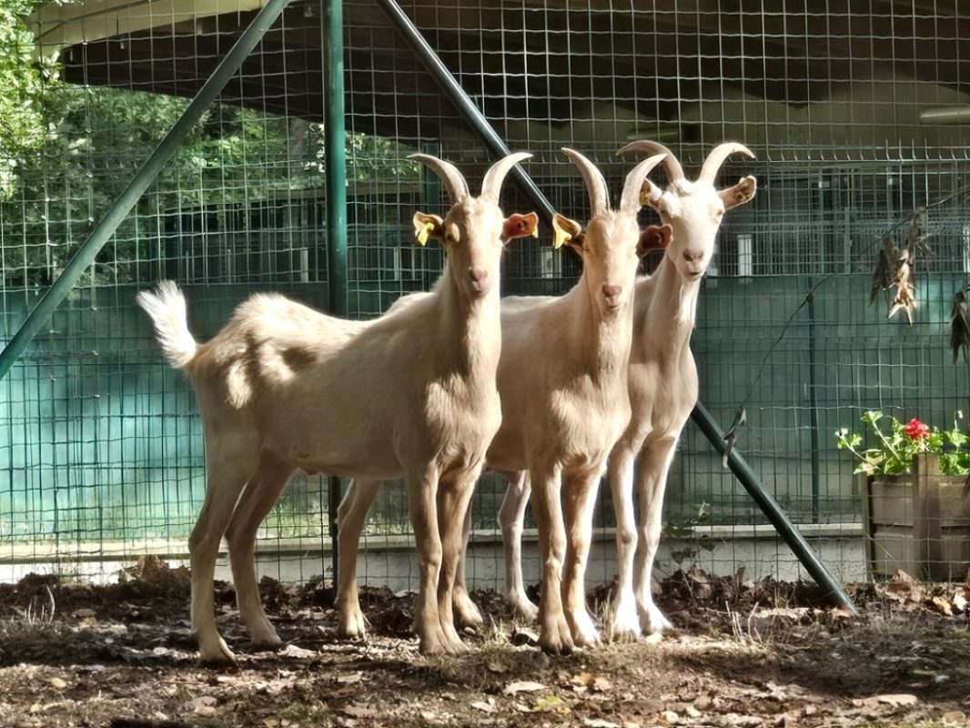 Bechamel cabecou et camembert - Animal de ferme Chèvre à adopter