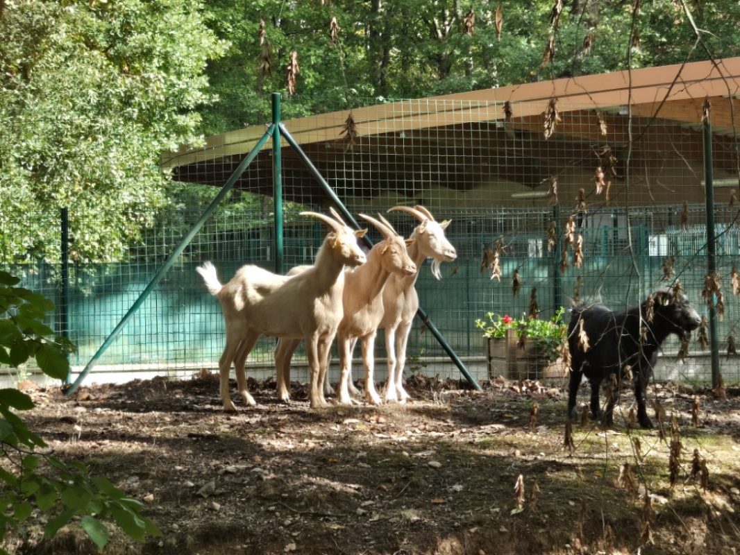 Bechamel cabecou et camembert - Animal de ferme Chèvre à adopter - photo 2