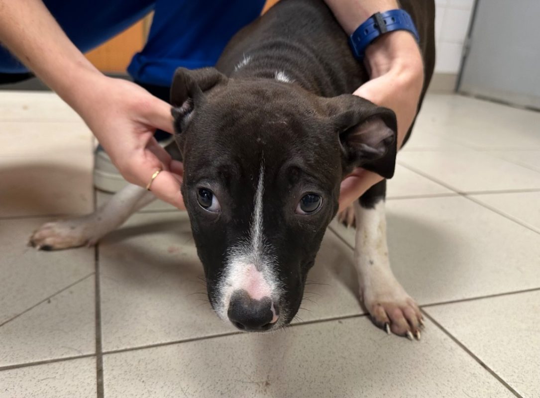 Bowie - Chien à adopter