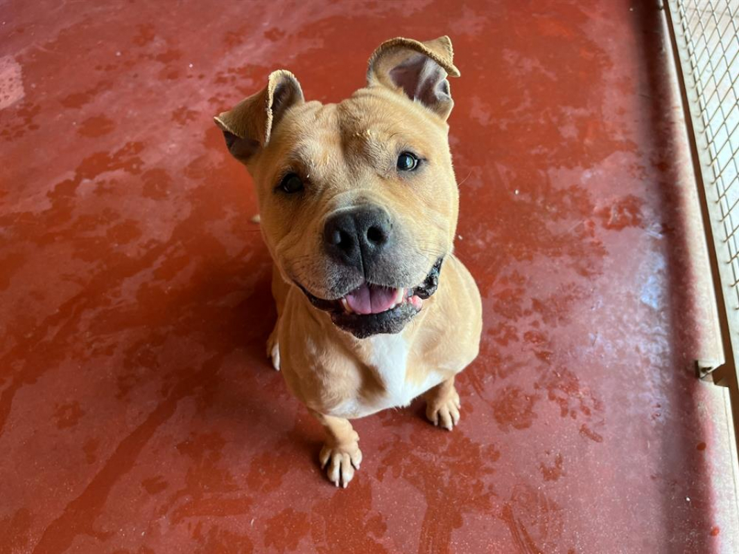 Photo #2 de Gaya haa