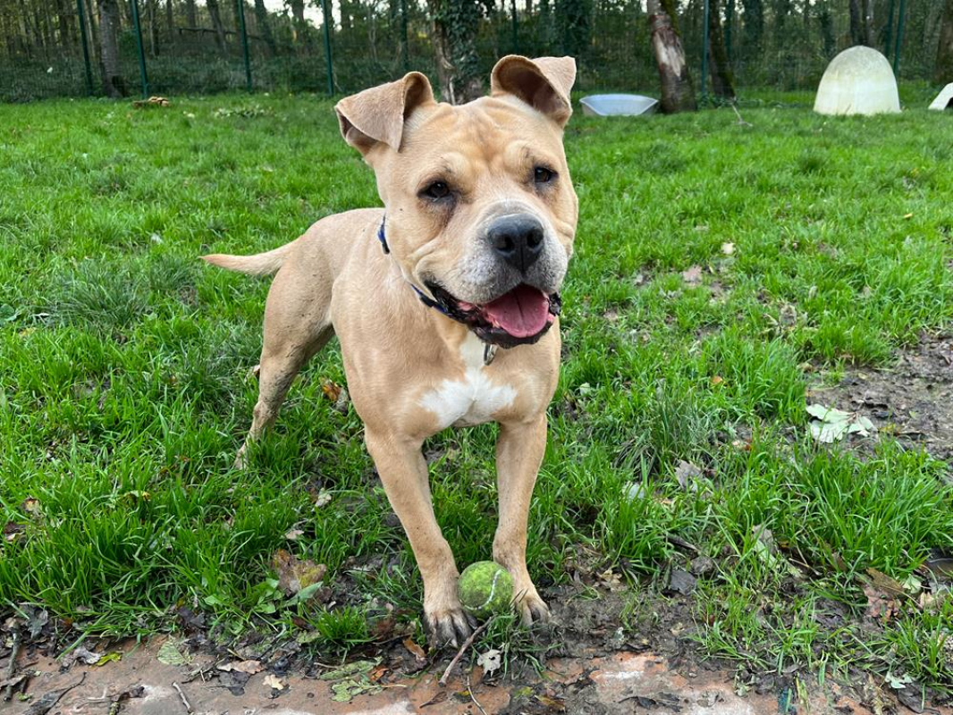 Photo #1 de Gaya haa