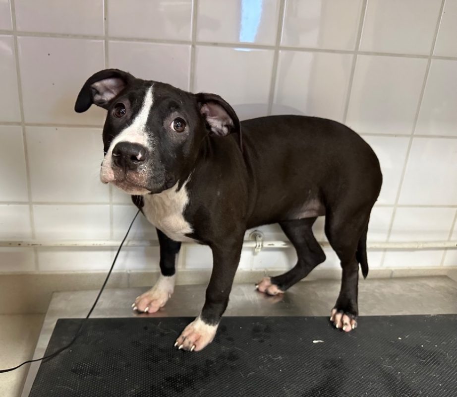 Bazaar - Chien à adopter