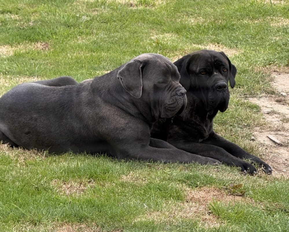 Ulan - Chien Cane Corso à adopter
