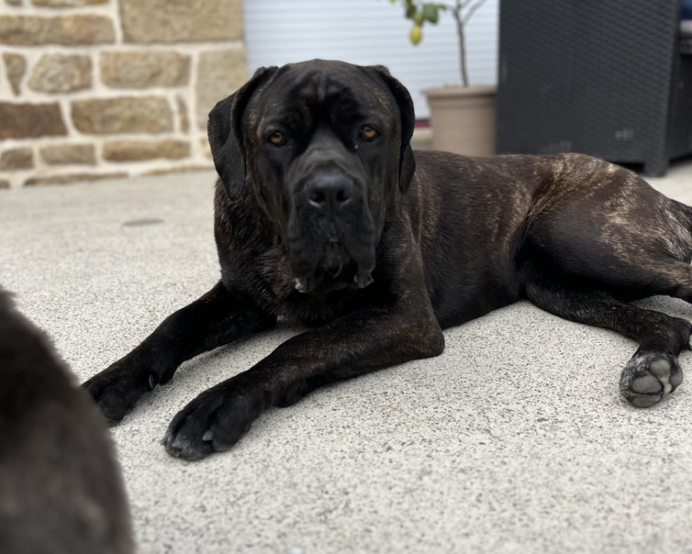 Ulan - Chien Cane Corso à adopter - photo 2