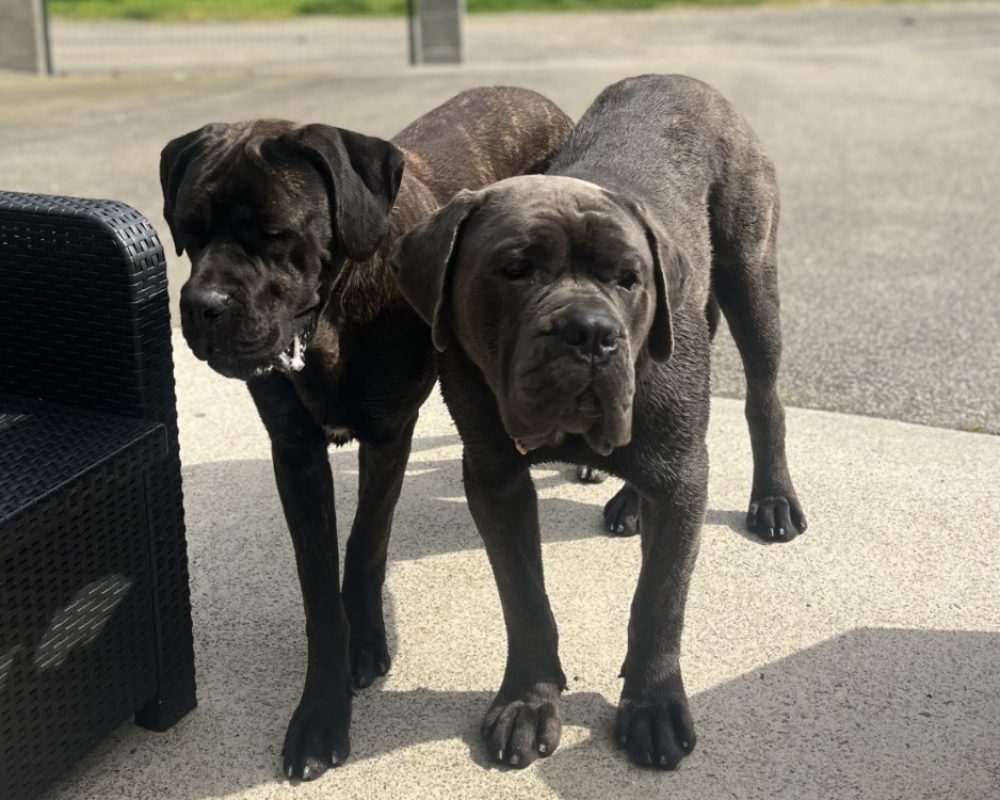 Ulan - Chien Cane Corso à adopter - photo 3