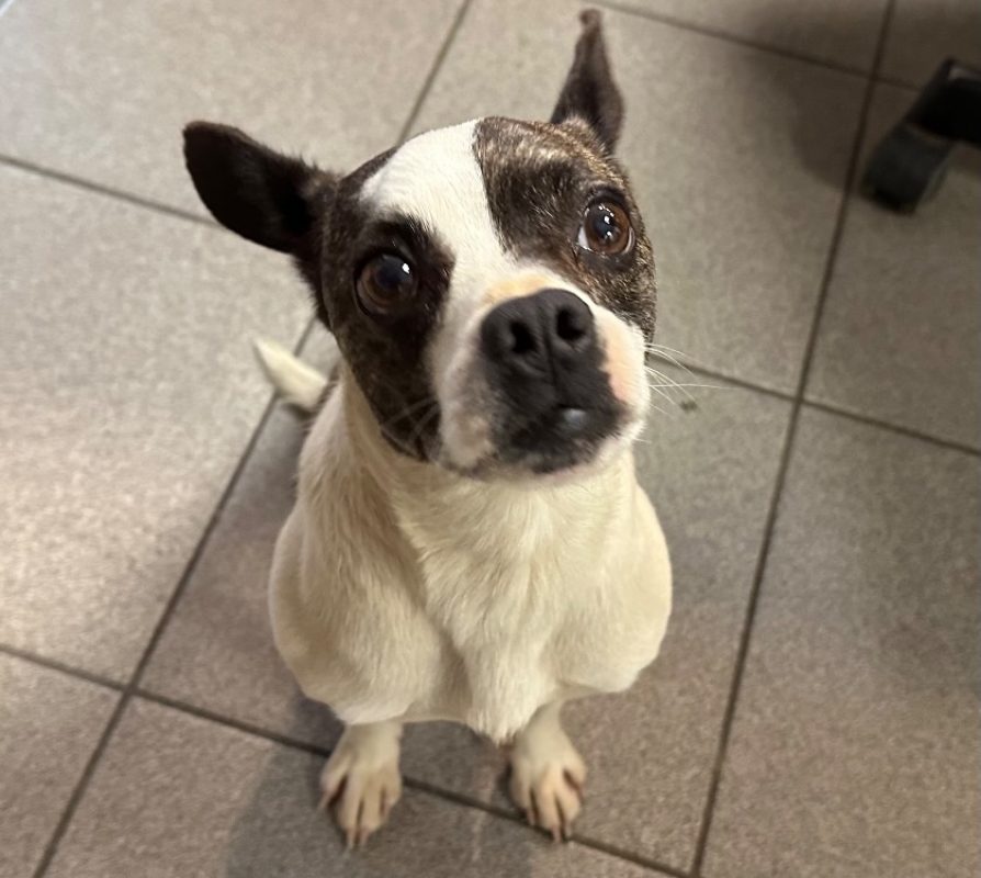 Samousa - Chien Chihuahua à adopter