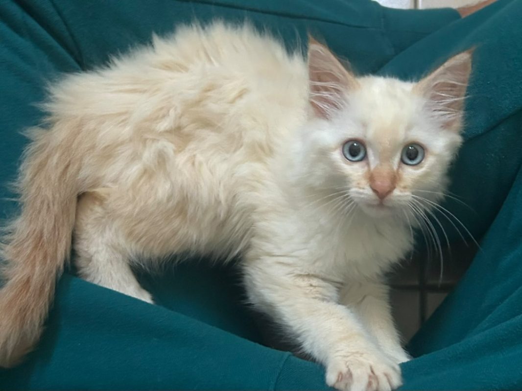 Soho - Chat Européen à adopter