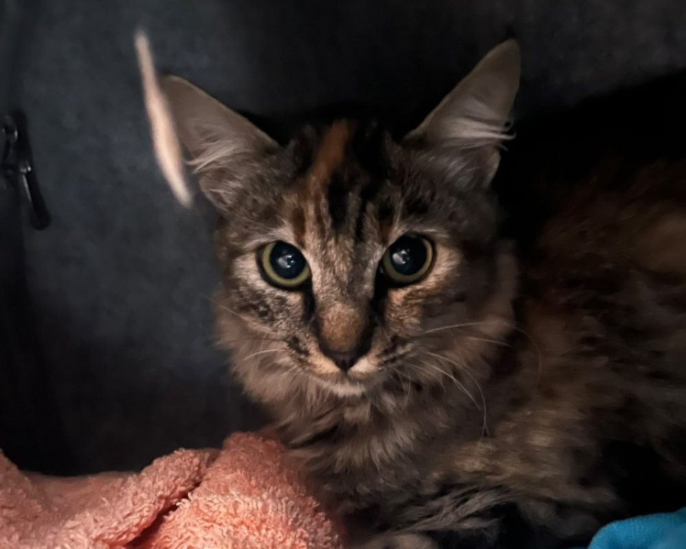 Brewklyn - Chat Européen à adopter