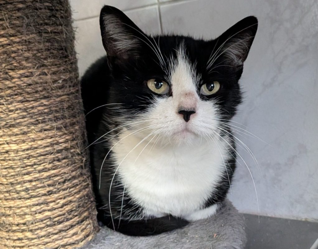 Valie - Chat Européen à adopter