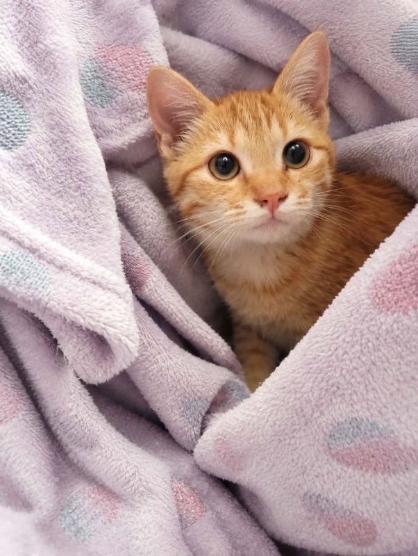 Badiane - Chat à adopter - photo 2