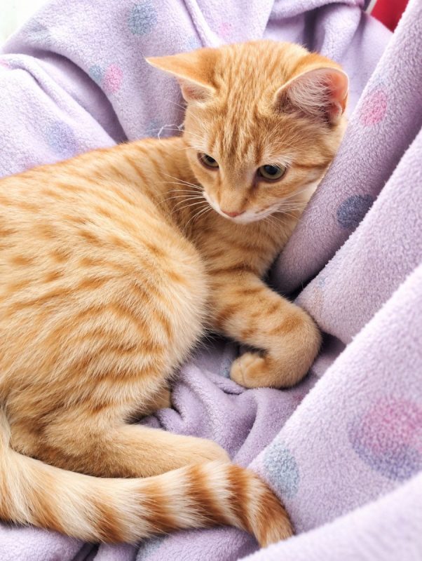 Badiane - Chat à adopter - photo 3