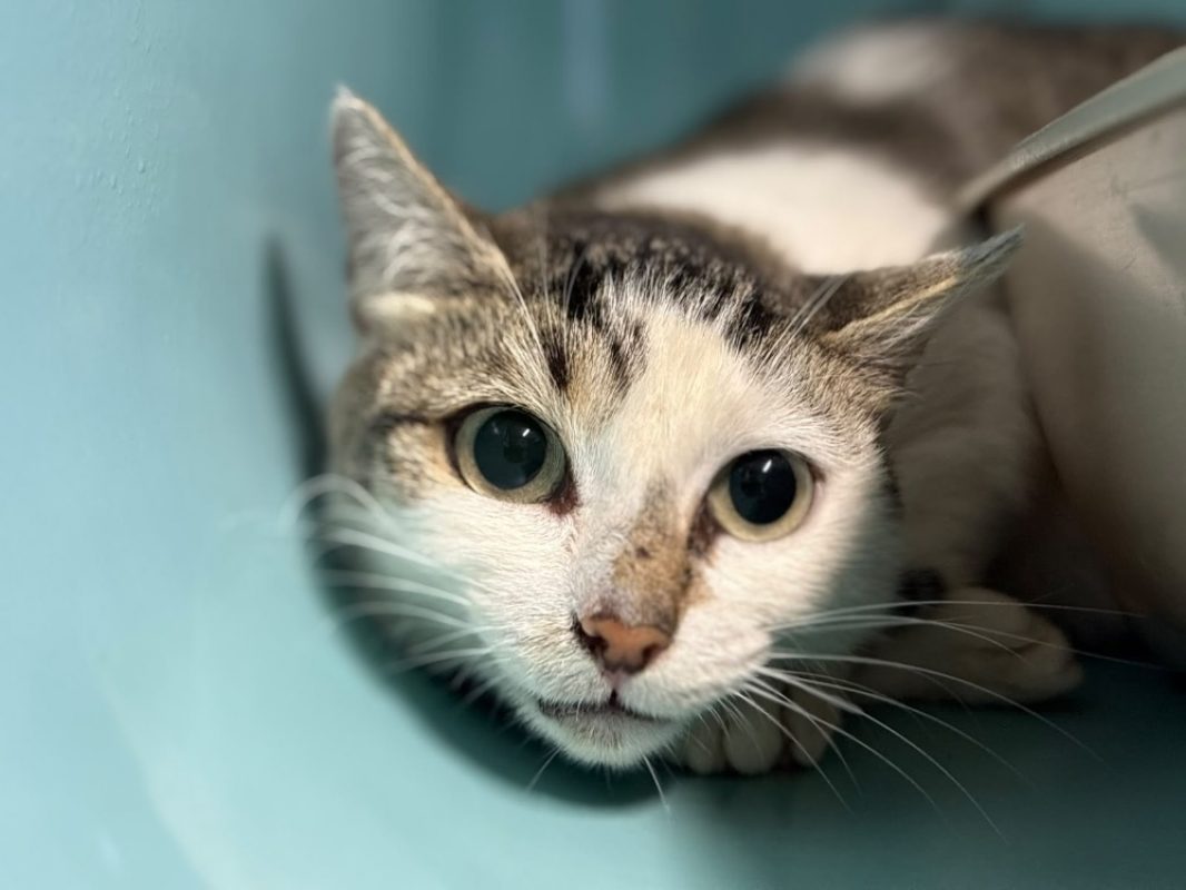 Vela - Chat Européen à adopter