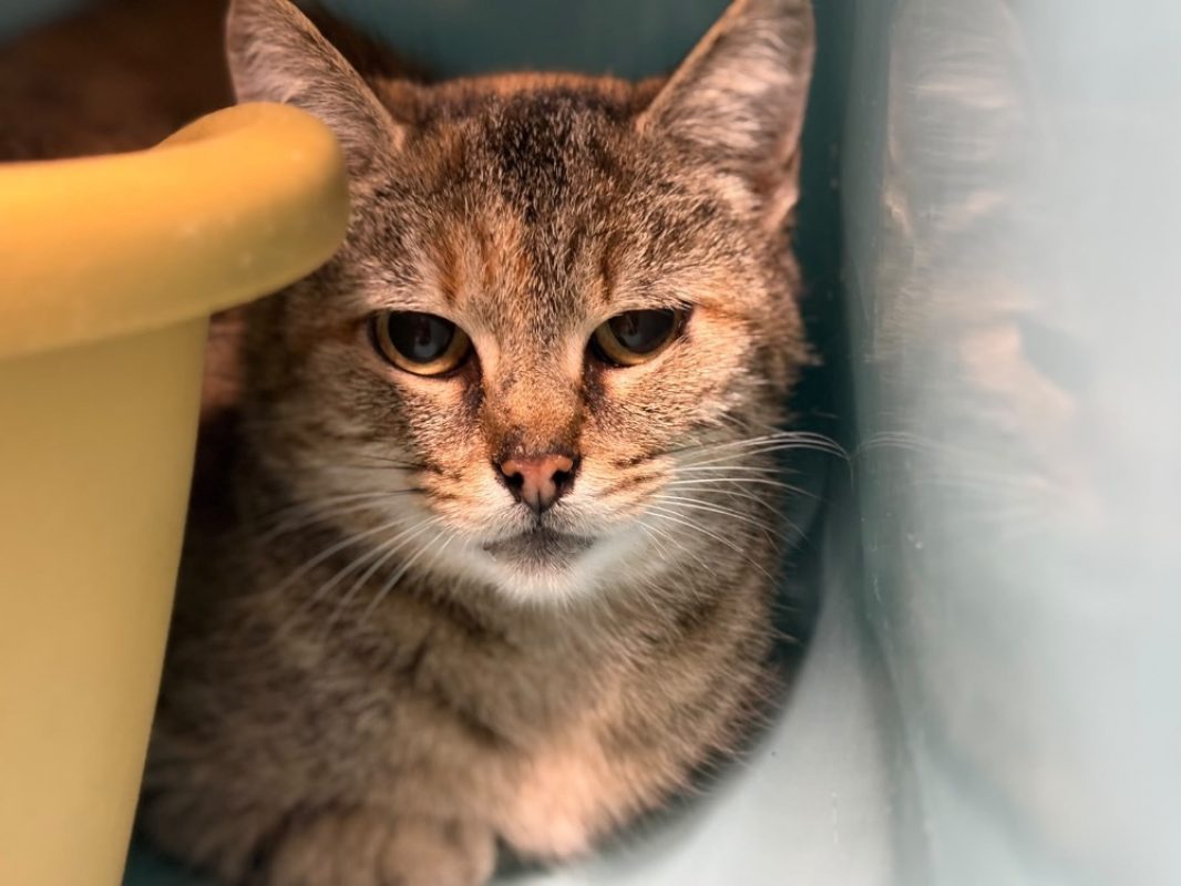 Filipi - Chat Européen à adopter