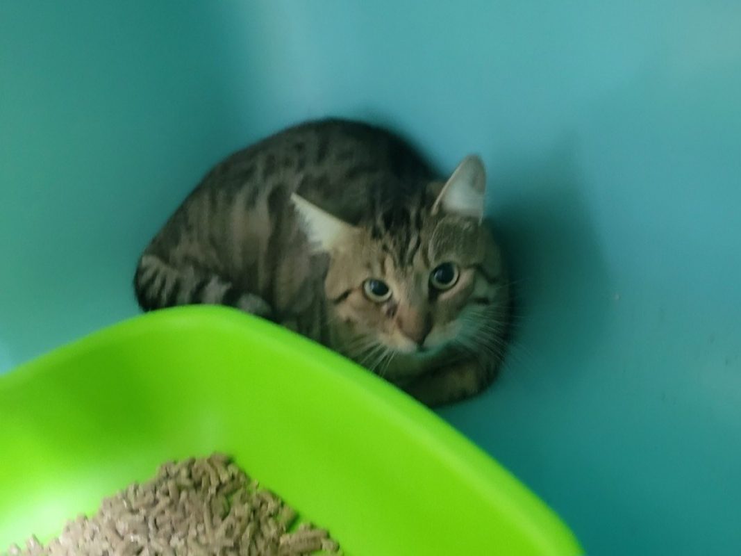 Hip hop - Chat Européen à adopter