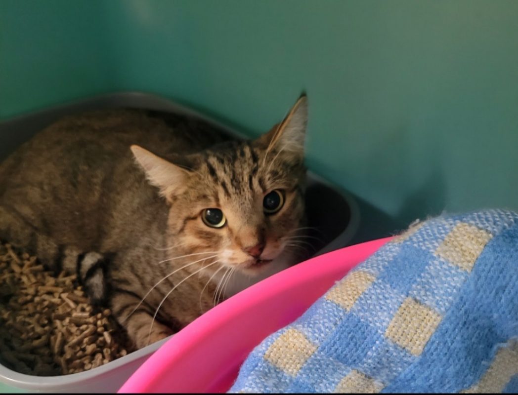 Indio - Chat Européen à adopter