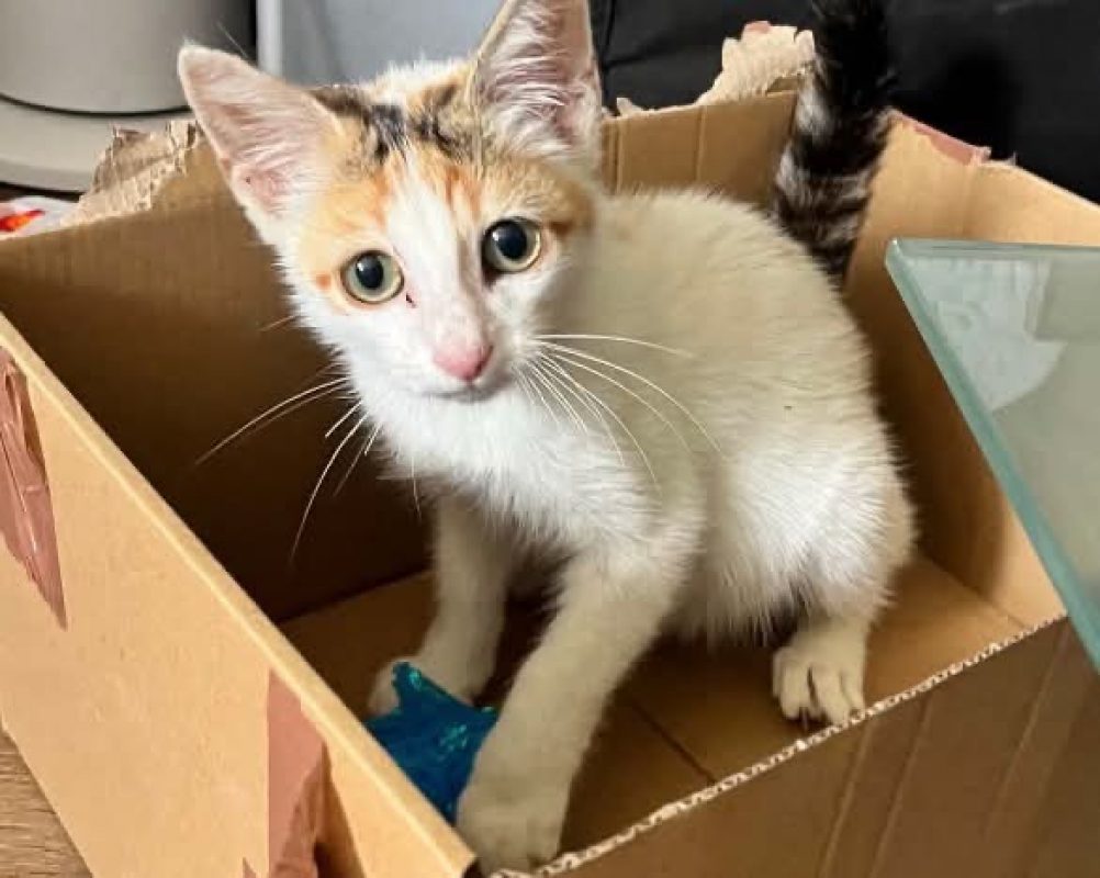 Shelby - Chat Européen à adopter