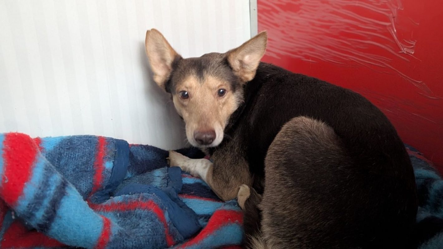 Kevin - Chien Berger à adopter