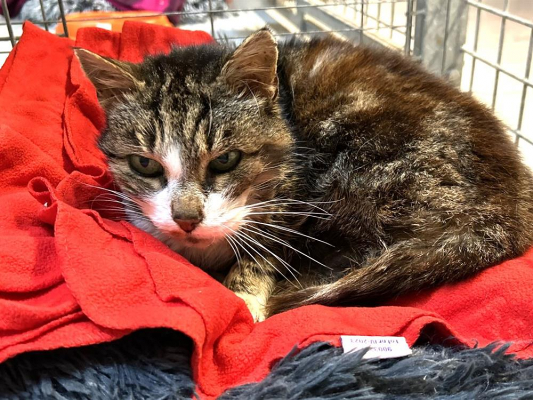 Photo #1 de Chocapic