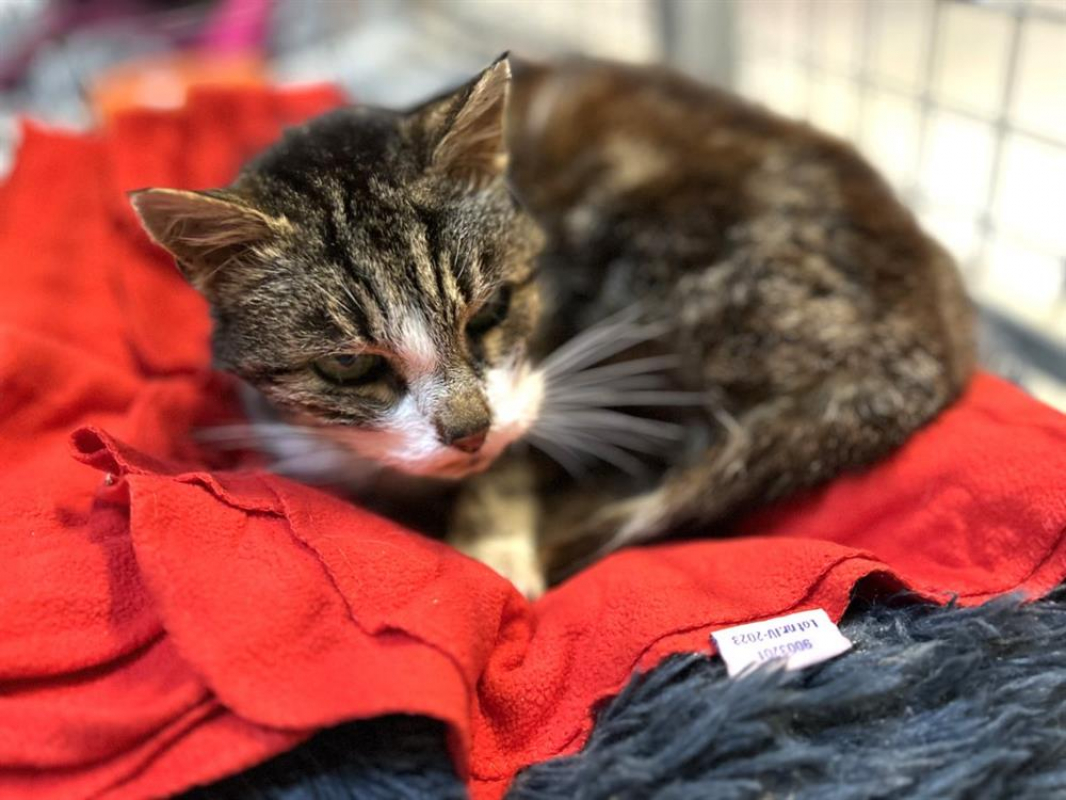 Photo #2 de Chocapic