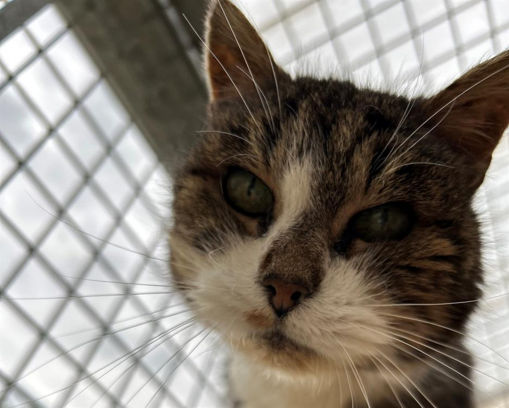 Photo #3 de Chocapic