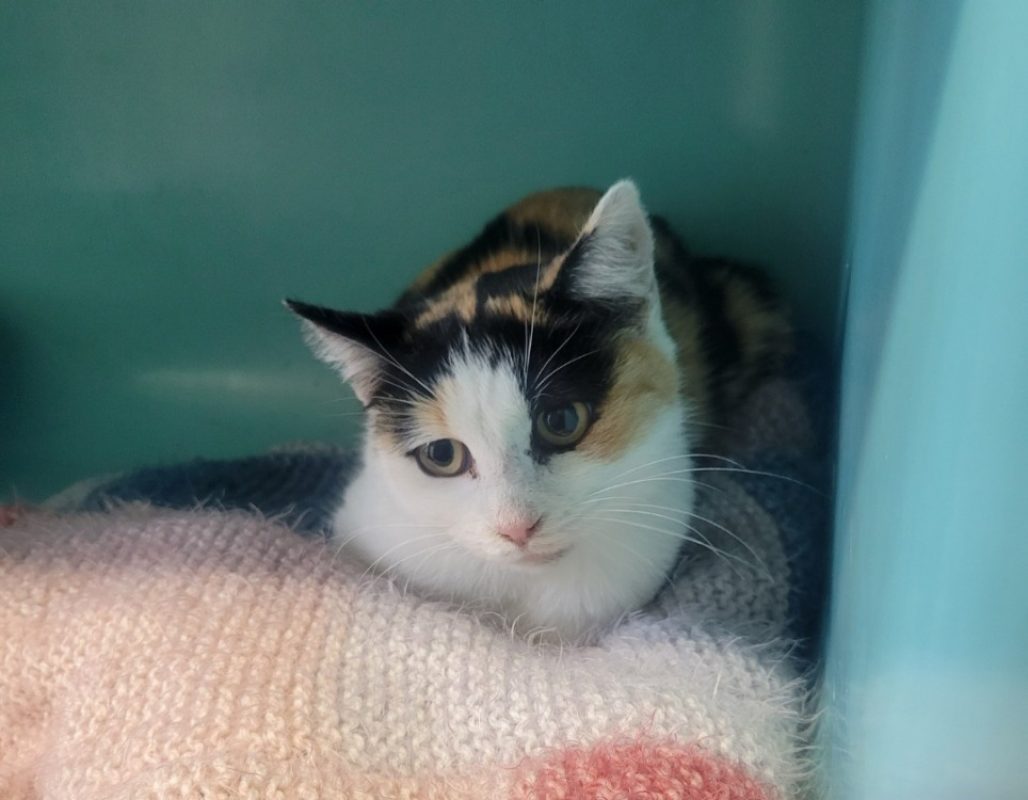 Kounda - Chat Européen à adopter