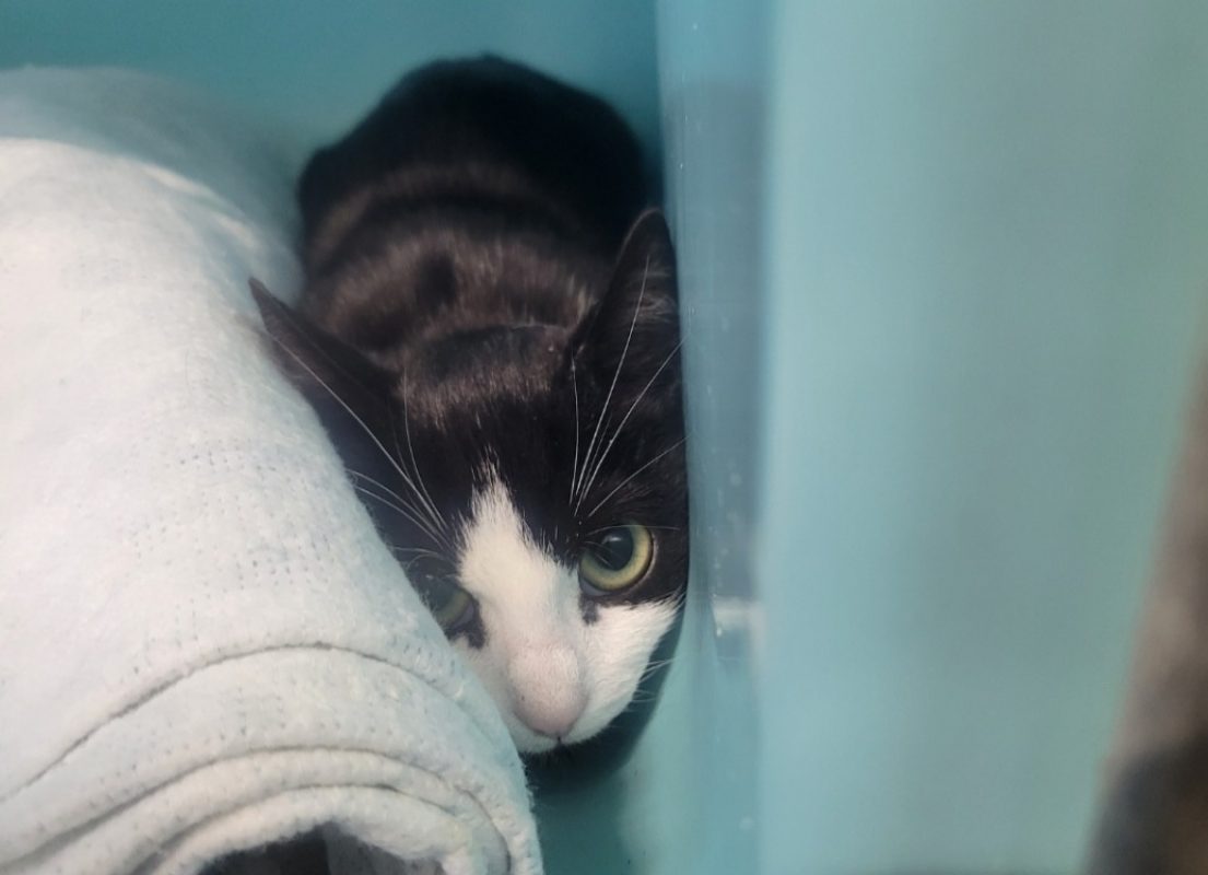 Biscotte - Chat Européen à adopter