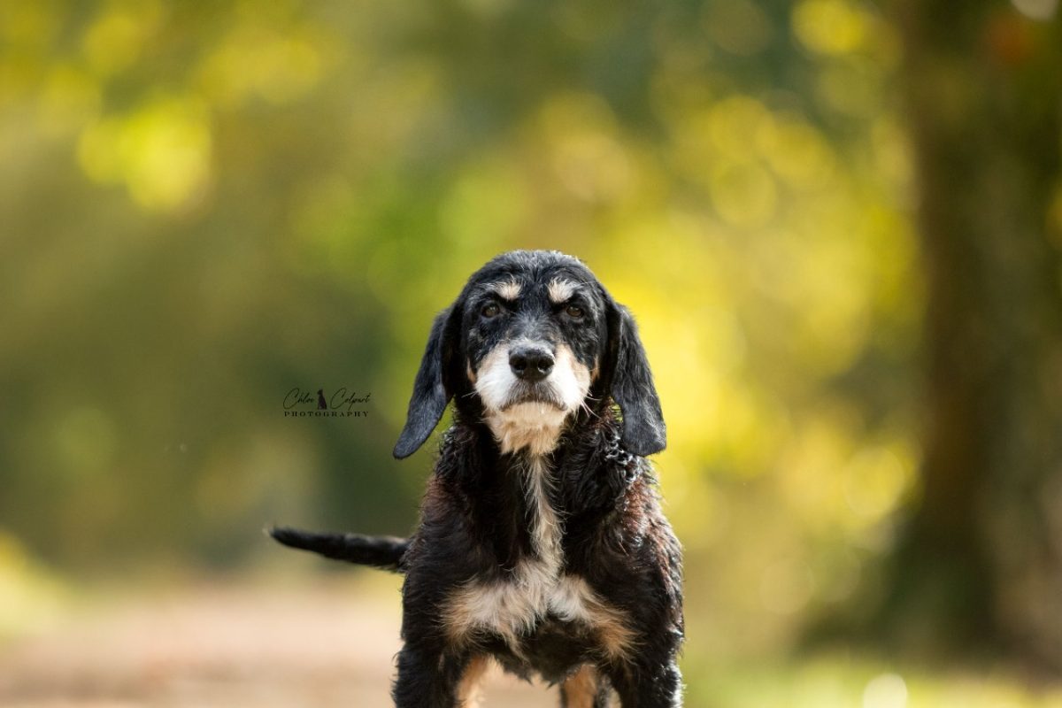 Bernard - Chien Briquet Griffon Vendéen à adopter