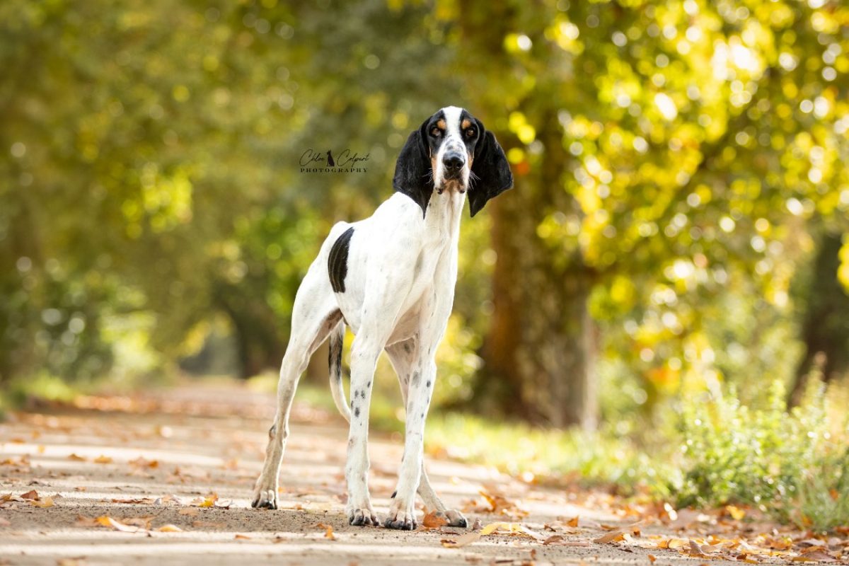Jules - Chien Ariégeois à adopter
