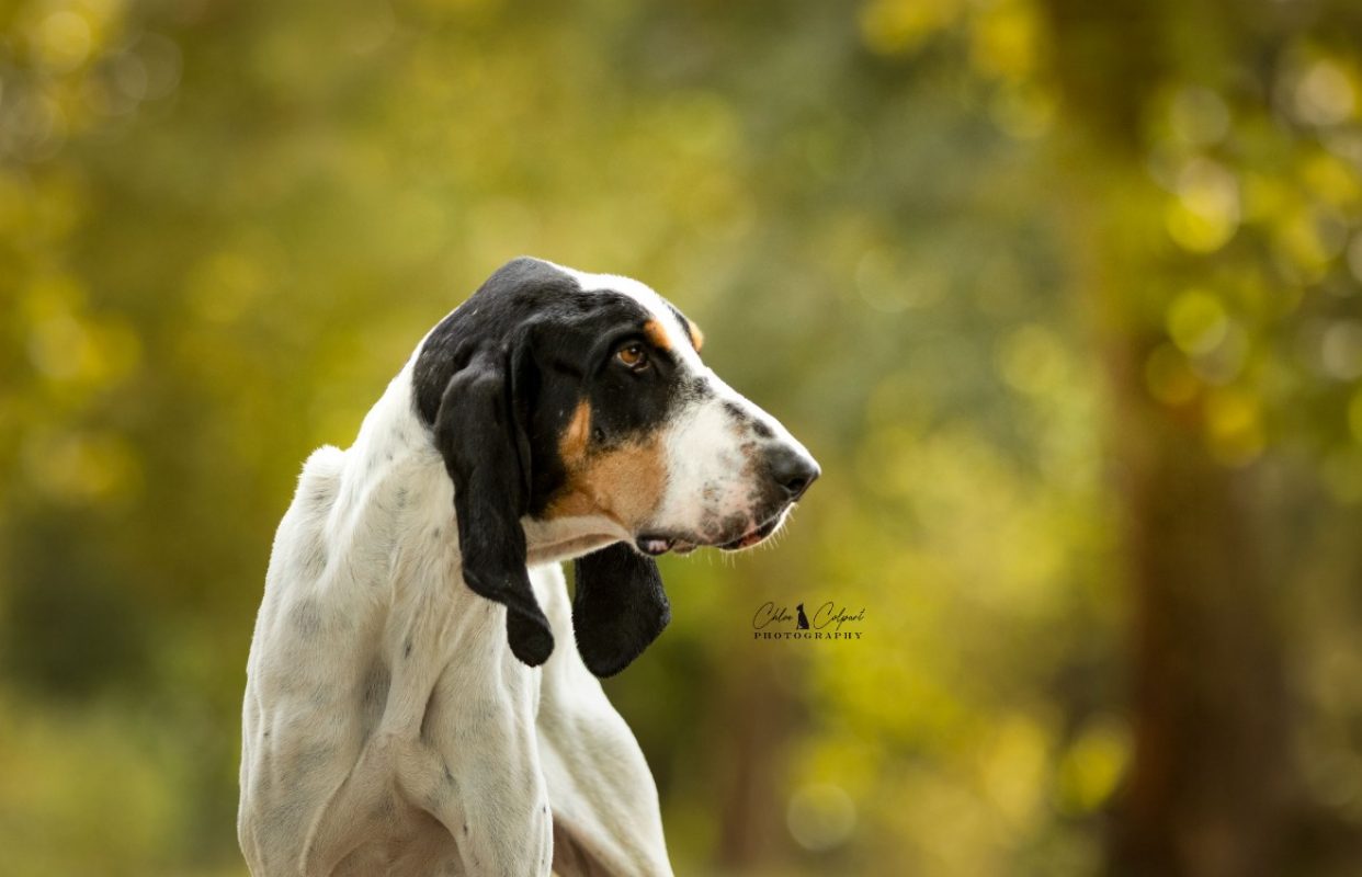 Jules - Chien Ariégeois à adopter - photo 4