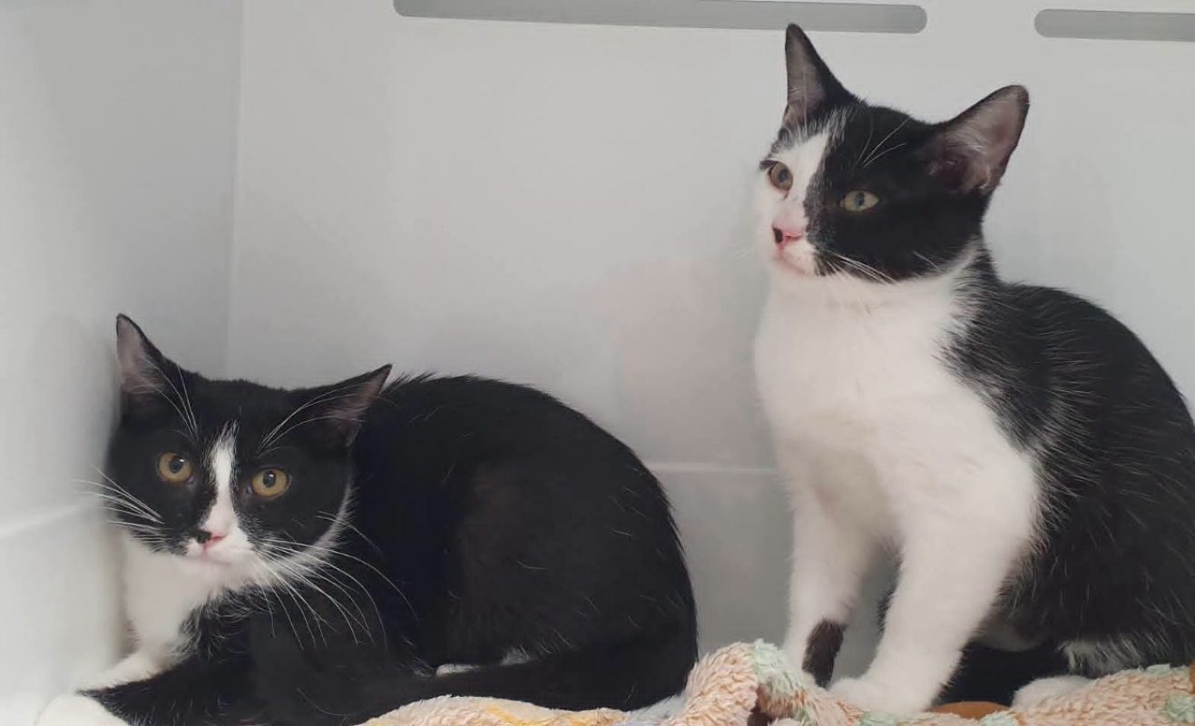 Kohkood - Chat Européen à adopter