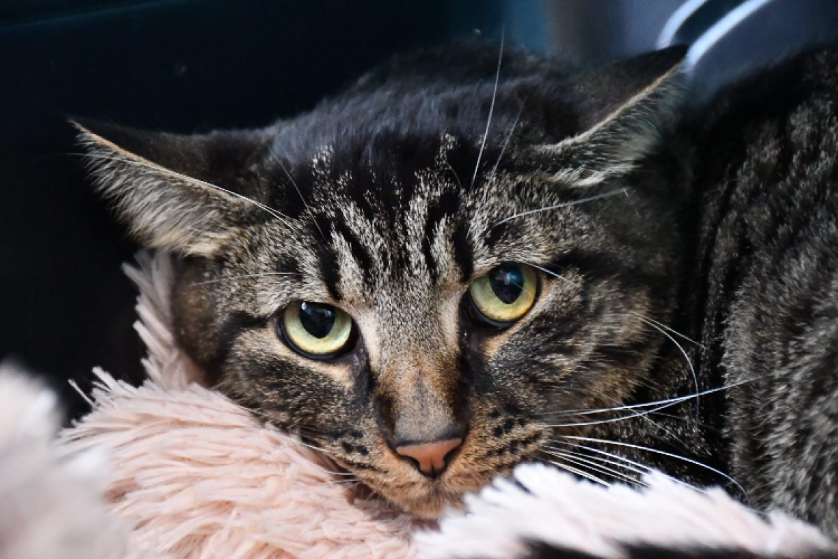 Tedd - Chat Européen à adopter
