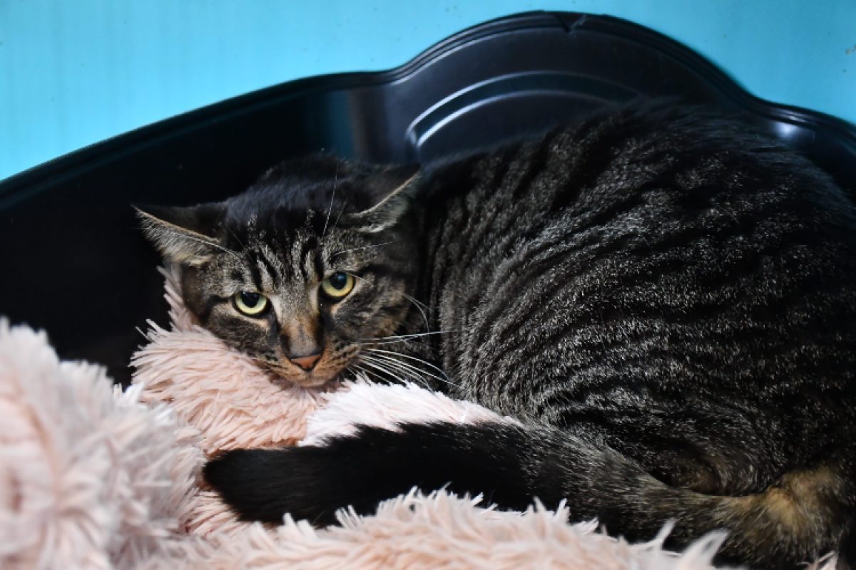 Tedd - Chat Européen à adopter - photo 2