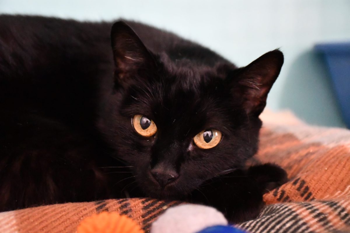 Boréale - Chat Européen à adopter