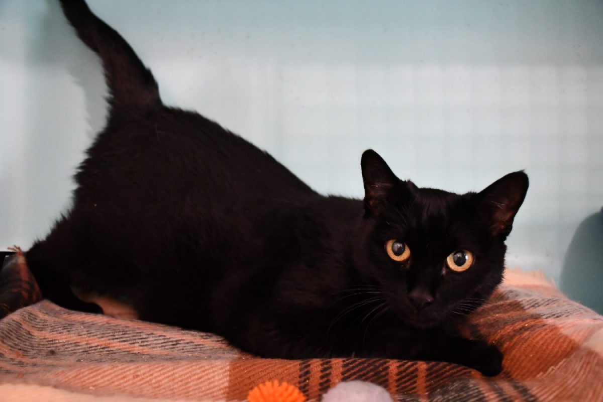 Boréale - Chat Européen à adopter - photo 2
