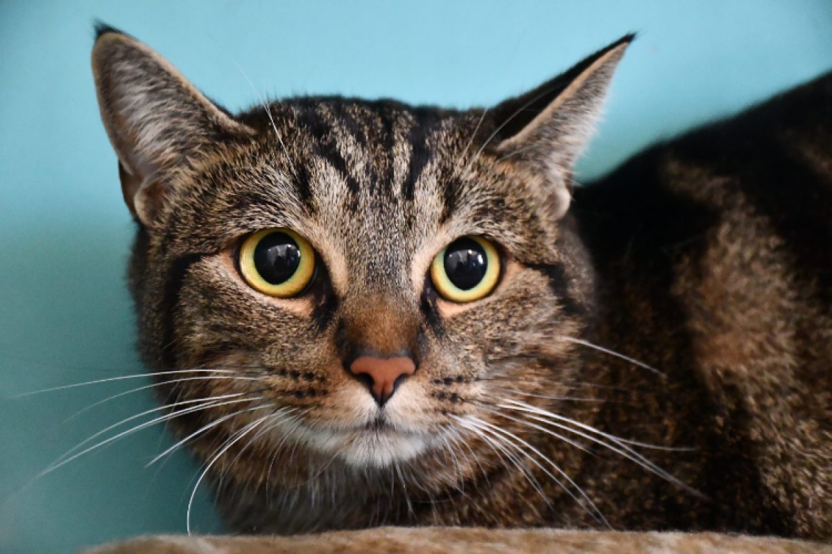 Tigresse - Chat Européen à adopter