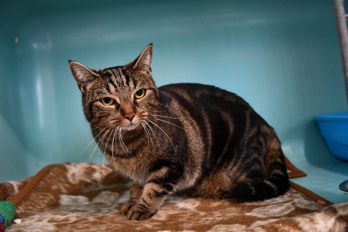 Tigresse - Chat Européen à adopter - photo 2