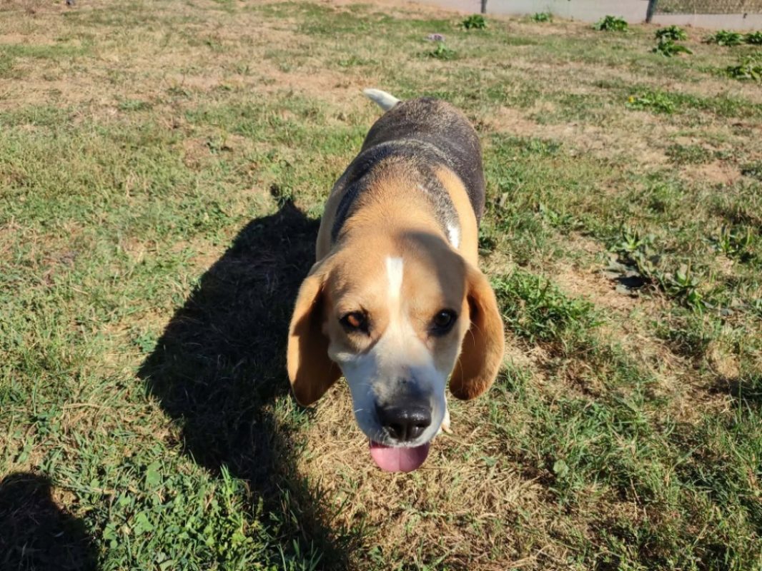 Pixie - Chien Beagle à adopter