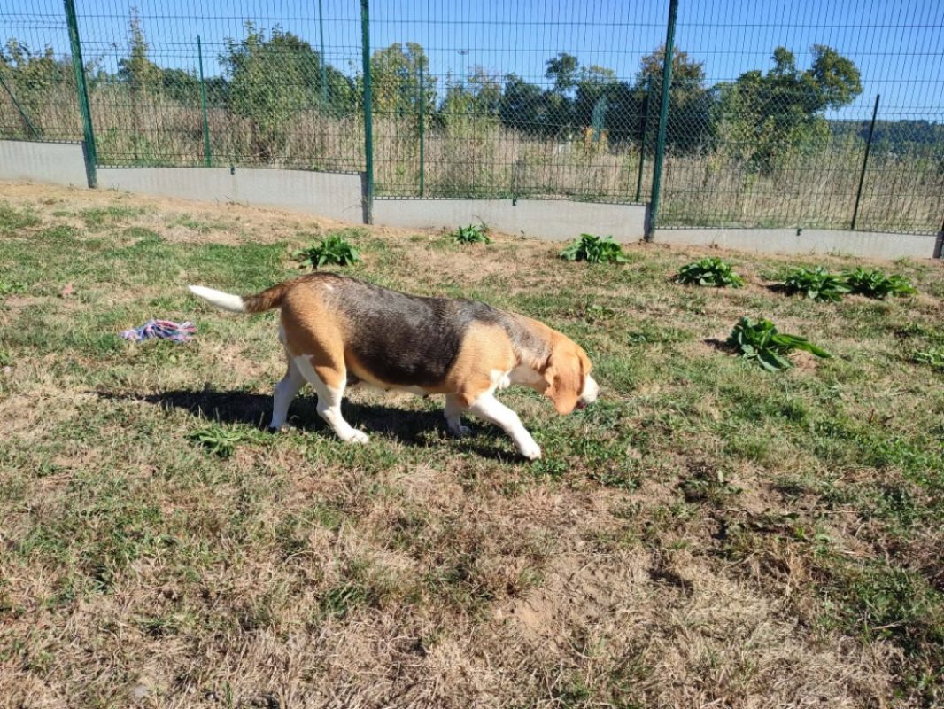 Pixie - Chien Beagle à adopter - photo 2
