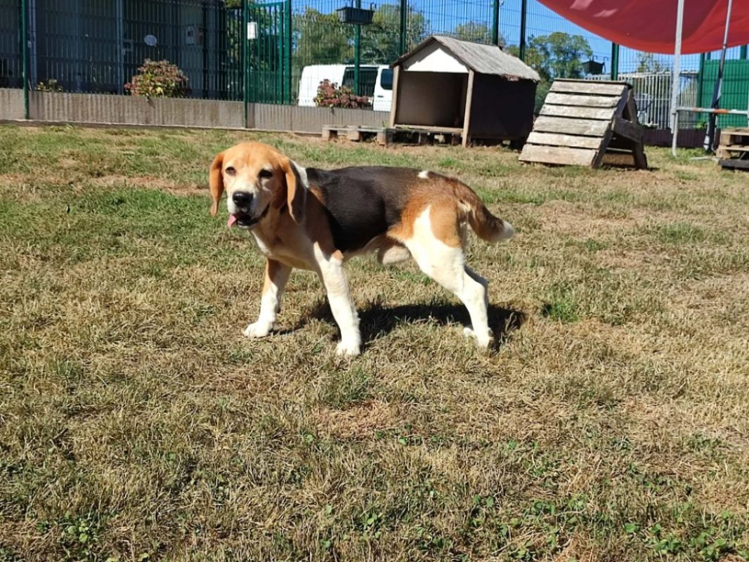 Prospert - Chien Beagle à adopter