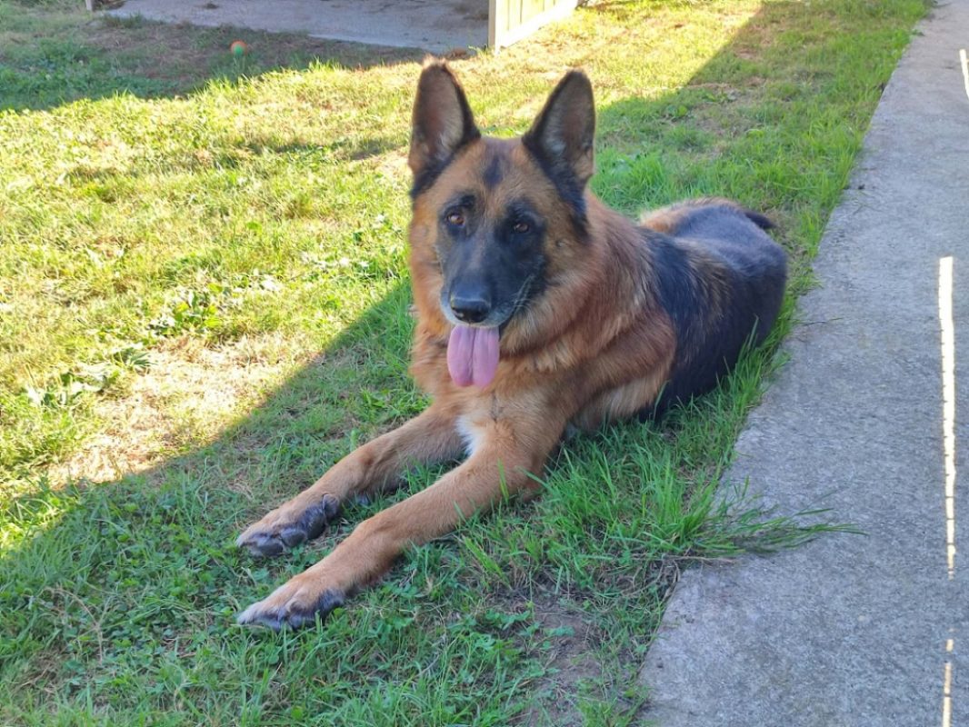 Sirius - Chien Berger Allemand à adopter