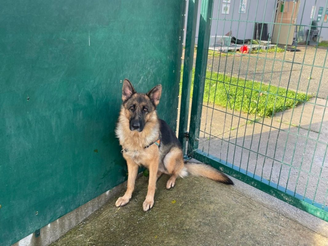 Virgule - Chien Berger Allemand à adopter