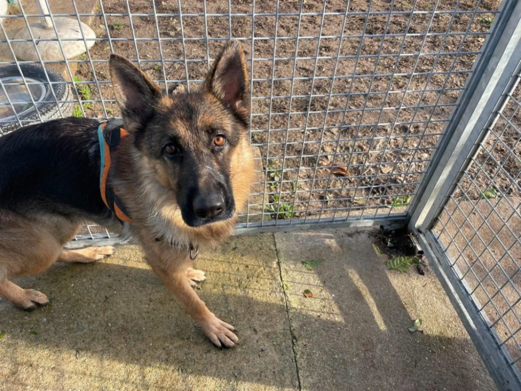 Virgule - Chien Berger Allemand à adopter - photo 2