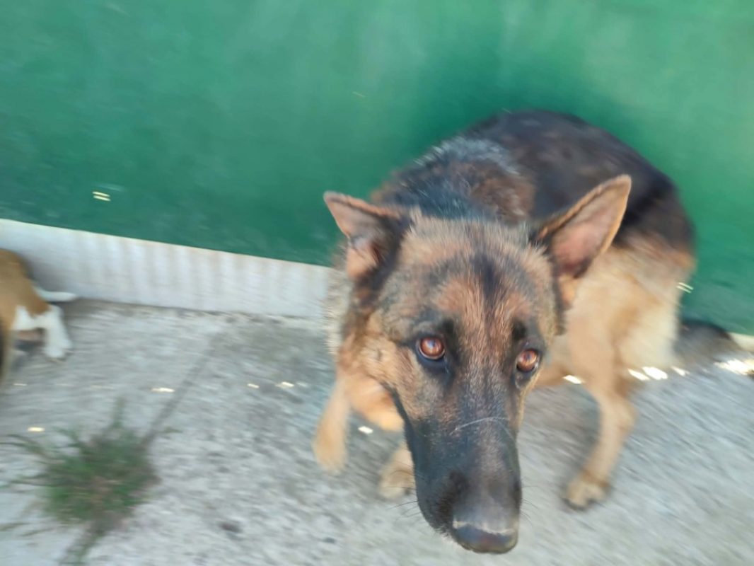 Virgule - Chien Berger Allemand à adopter - photo 3